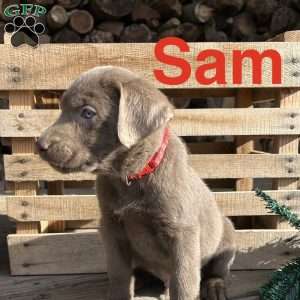 Sam, Silver Labrador Retriever Puppy